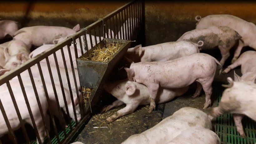 Figura 3. La paglia &egrave; stata fornita agli animali all&rsquo;interno di una rastrelliera, con un tappetino ancorato sotto per creare una zona di grufolamento.
