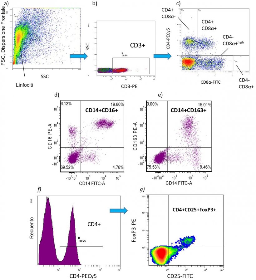 Figura 2. Esempi di citometria di flusso per identificare i fenotipi delle cellule immunitarie quantificate come % di valori assoluti&nbsp;[numero di cellule/ml di sangue]) nei suini&nbsp;PBMC: a-c) Sub-popolazioni di linfociti&nbsp;T: CD3+CD4+CD8- = Linfociti&nbsp;T helper (Th) CD3+CD4+CD8+ = cellule T di&nbsp;memoria CD3+CD4-CD8+ = linfociti&nbsp;T citotossici&nbsp;(CTL) d-e) sub-popolazioni di monociti pro infiammatori: CD172+CD14+CD16+ CD172+CD16+CD163+ CD172+CD14+CD163+ f-g) CD4+CD25+FoxP3+ = linfocitiT regolatori(Tregs).
