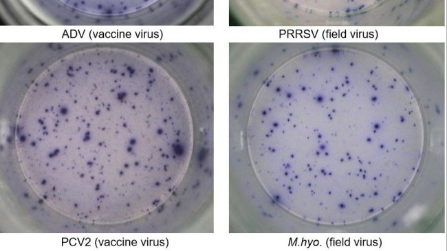 Figura 1. Risposta IFN-γ ELISPOT antigene-specífica su PBMC nei confronti dei patogeni suini: ADV: Virus della Malattia di Aujeszky; PRRSv; PCV2; M.hyo. Mycoplasma hyopneumoniae. Ogni punto è causato dalla secrezione di IFN-γ dei linfociti T di memoria/effettrici riattivati. (tra parentisi i patogeni usati per la riattivazione)