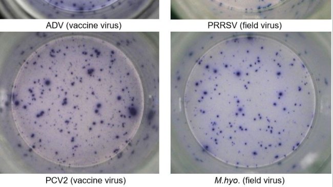 Figura 1. Risposta  IFN-γ ELISPOT antigene-specífica su PBMC nei confronti dei patogeni suini: ADV: Virus della Malattia di Aujeszky; PRRSv; PCV2; M.hyo. Mycoplasma hyopneumoniae. Ogni punto è causato dalla secrezione di IFN-γ dei linfociti T di memoria/effettrici riattivati. (tra parentisi i patogeni usati per la riattivazione)