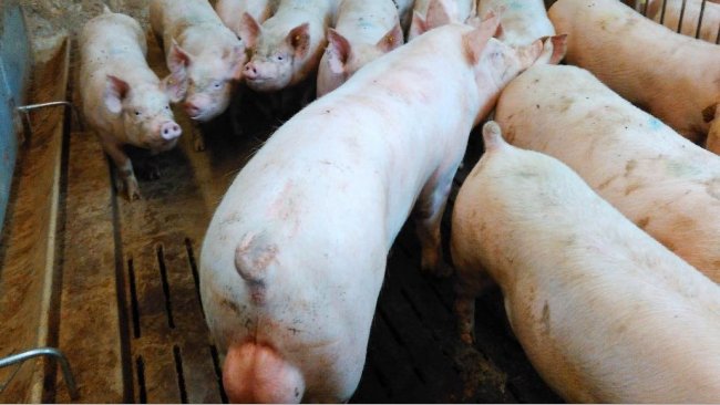 Foto 1. Il controllo dei calori durante l'adattamento è uno degli aspetti di management chiave negli allevamenti. Permette inseminare la scrofetta al 2° o 3° calore controllato. Inoltre permette identificare le scrofette che non ciclano correttamente.