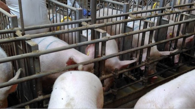 Foto 2. Le gabbie dei reparti di ricerca calore in gestazione devono permettere un facile accesso per una corretta stimolazione delle scrofe prima dell'inseminazione.
