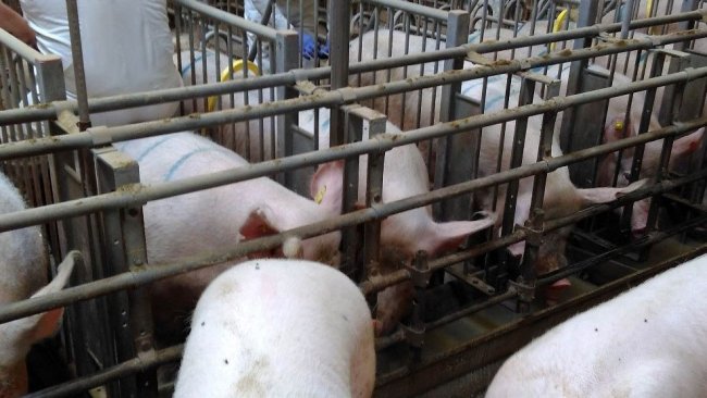 Foto 2. Le gabbie dei reparti di ricerca calore in gestazione devono permettere un facile accesso per una corretta stimolazione delle scrofe prima dell'inseminazione.