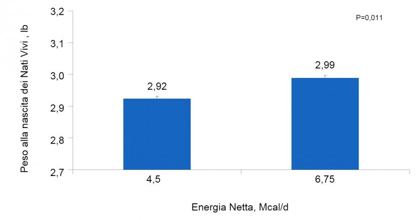 Figura 3. Effetti del consumo di diversi livelli di energia dal giorno 90 al giorno 111&deg; della gestazione sul peso individuale alla nascita dei suinetti nati vivi di scrofette e scrofe.
