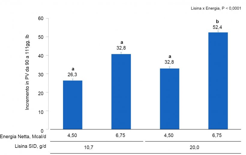 Figura 1A. Effetti dell&#39;alimentazione con diversi livelli di lisina ed energia dal giorno 90 al giorno 111 della gestazione sull&#39;incremento di PV di scrofette e scrofa. Le medie&nbsp;con un super-indice differente all&#39;interno dei livelli di Lis SID sono differenti&nbsp;(P &lt;0,05).
