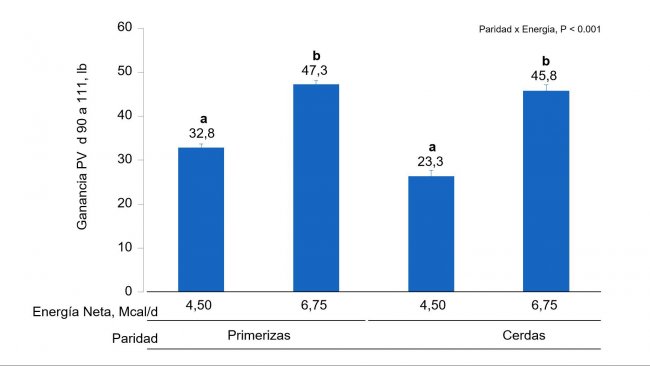 Figura 1B.  Effetti dell'alimentazione con diversi livelli di energia dal giorno 90 al 111° della gestazione sul guadagno di PV di scrofette e scrofe Le medie con un super-indice differente all'interno del livello di parità (N° di parti) sono differenti (P <0,05).