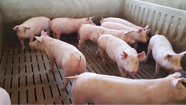 Foto 1. L'età di entrata delle scrofette segna il periodo di adattamento sanitario che abbiamo. Anche se, come regola generale, possiamo applicare il principio di più tempo c'è, meglio è, i nostri esperti segnalano che 8 settimane sono il tempo minimo necessario.