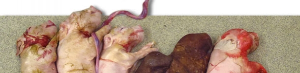  Figliata di una scrofa infettata sperimentalmente con PCV2 al momento dell'inseminazione. Notasi la ridotta dimensione della figliata e la presenza di mummificati. 