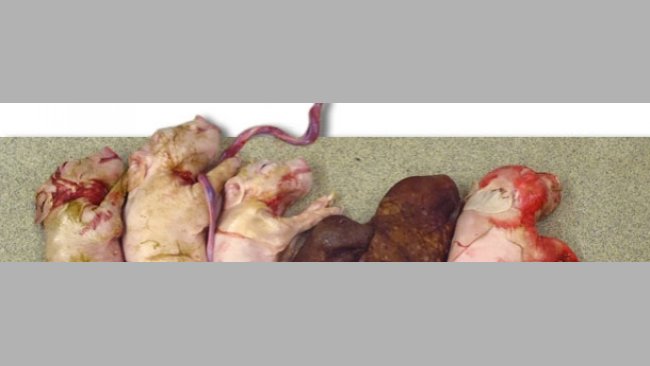  Figliata di una scrofa infettata sperimentalmente con PCV2 al momento dell'inseminazione. Notasi la ridotta dimensione della figliata e la presenza di mummificati. 