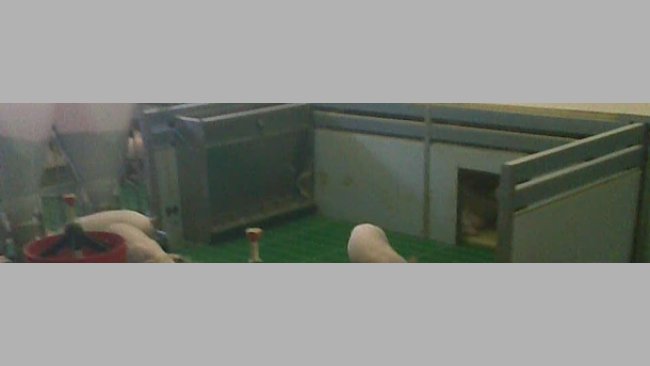 Nidi per suinetti fatti in casa