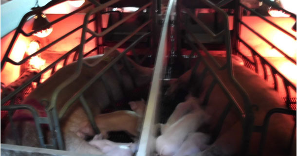 Se la lampada le molesta, le scrofe di solito si coricano di spalle
