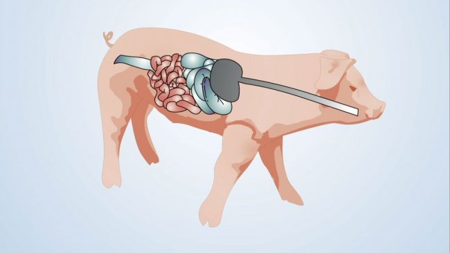 Elementi implicati nella salute intestinale