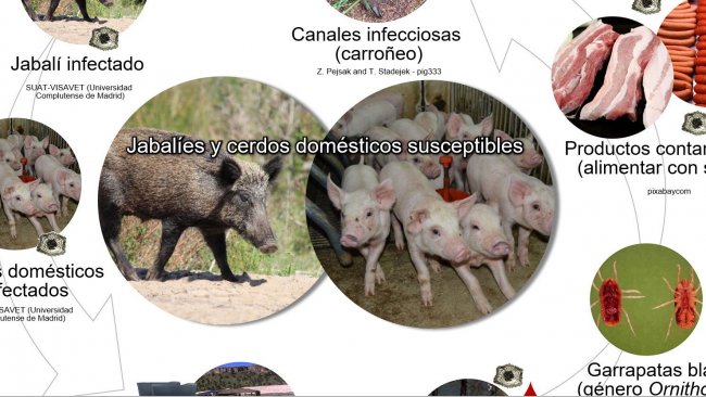 Figura 1. Vie di trasmissione del virus della PSA. includendo i contatti diretti ed indiretti con animali sensibili, i loro prodotti, escrezioni/secrezioni e/o sangue, carcasse, differenti fomiti contaminati e vettori biologici (propria elaborazione).