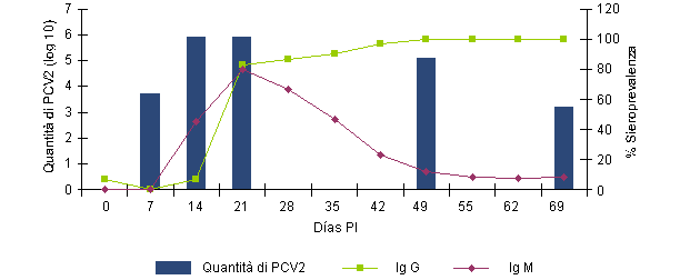 circovirus 4 1