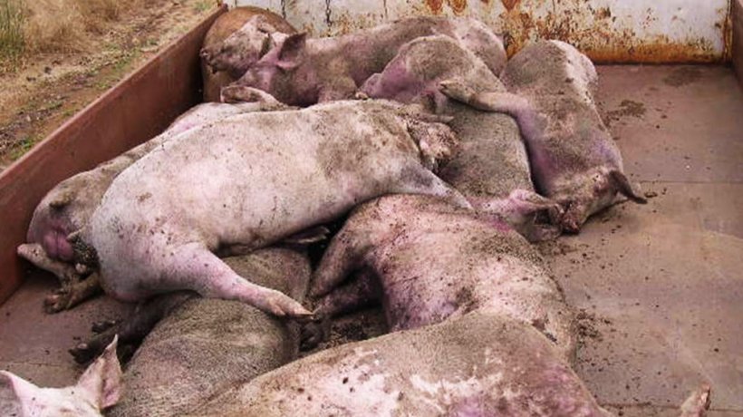 Fotografia 3. Numerosi suini morti e moribondi nell&#39;allevamento colpito
