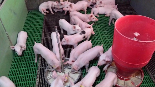 Foto 2. In sala parto il suinetto mangia quasi una volta all'ora e mangia sempre mentre mangia il resto dei suinetti della figliata. Allo svezzamento, è molto importante fornire piatti aggiuntivi che consentano al suinetto di mantenere tale schema alimentare "in compagnia". Inoltre, i piatti con acqua e mangime facilitano l'apprendimento.