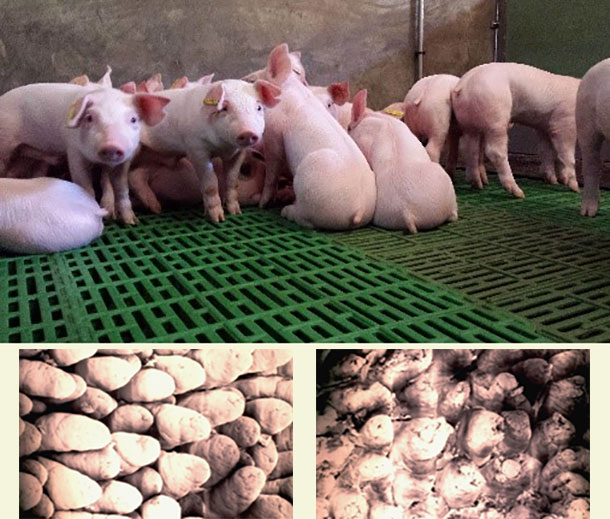 Foto 1.&nbsp; Il digiuno dopo lo svezzamento provoca un accorciamento dei villi intestinali del suinetto, ostacolando l&#39;assorbimento del cibo e favorendo la comparsa di diarree.
