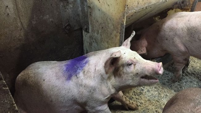 Figura 1. Suino che tossisce in un box di infermeria. Nota: la mangiatoia del box d'infermeria ha mangime in farina ad libitum.
