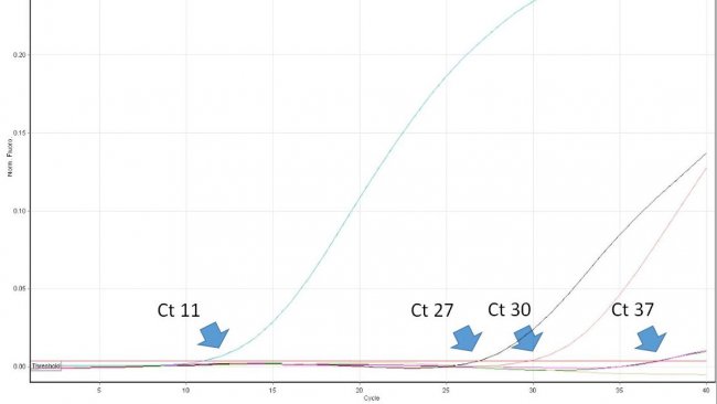 Descrizione: Figura 1. Il ciclo soglia (Ct) è il primo numero del ciclo di una PCR in tempo reale in cui viene rilevata la fluorescenza che indica la presenza del patogeno ricercato nel campione. Più basso è il valore di Ct, maggiore è la quantità di agente patogeno nel campione analizzato. Valori di Ct molto alti dovrebbero essere interpretati con cautela, poiché possono derivare dalla degradazione spontanea di una sonda TaqMan negli ultimi cicli, nonostante la mancanza del DNA target nel campione.