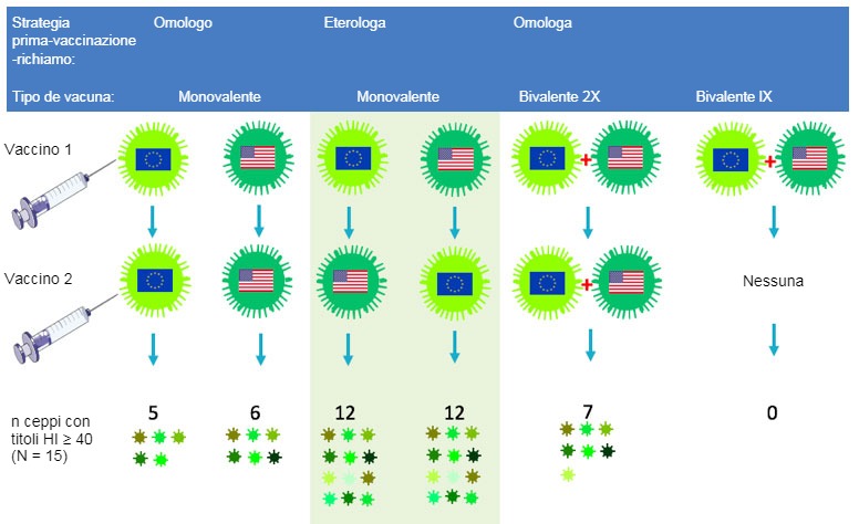 Figura 2. Effetto dei protocolli vaccinali tradizionali e della &quot;vaccinazione di richiamo eterologa&quot; sull&#39;ampiezza&nbsp;della risposta anticorpale per H3N2. Le bandiere indicano i ceppi europei ed americani del SIV&nbsp;H3N2. Il siero raccolto al giorno 14 dopo il richiamo fu analizzato nei confronti di 15 virus antigenicamente diversi, inclusi&nbsp;quelli vaccinali. I numeri rappresentano il numero di virus nei confronti dei quali i titoli di anticorpi HI furono &ge; 40.
