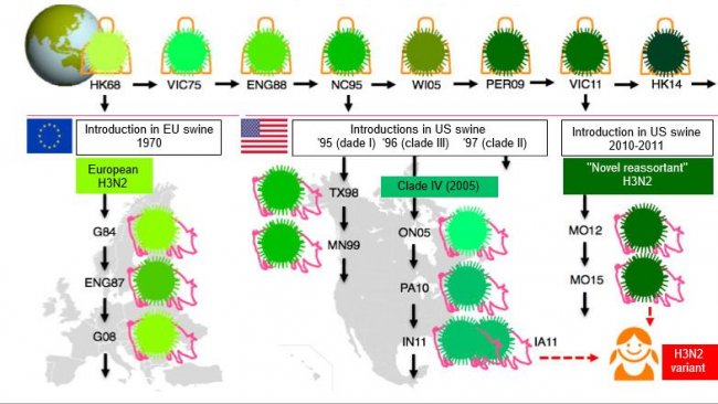 Figura 1. Evoluzione dei virus Influenza H3N2 nell'uomo e nei suini. Le varie tonalità di verde indicano differenze antigeniche del H3 HA; i ceppi virali sono indicati con la posizione (abbreviata) e l'anno di isolamento. I virus dell'uomo furono introdotti nella popolazione suina all'inizio degli anni 70 in Europa e a metà degli anni 90 e nel 2010 nel Nord America.  Questo ha portato alla situazione attuale di 3 clusters distinti di SIV H3N2 (vedere le finestre del testo), uno in Europa e 2 nel Nord-America. I clusters nordamericani del tutto occasionalmente, saltano di ritorno, verso la popolazione umana e vengono quindi chiamati "varianti".