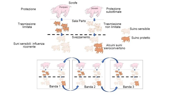 Figura 1: La trasmissione &egrave; ridotta negli animali che ottengono una protezione di qualit&agrave; superiore (suinetti figli di pluripare) rispetto ai suinetti figli di primipare. Nella fase di svezzamento, gli animali che sono stati infettati in presenza di un certo livello di anticorpi materni non svilupperanno attivamente l&#39;immunit&agrave;, in modo che il virus infetta e causa&nbsp;l&#39;influenza ricorrente. Infine, la presenza in un singolo momento di diversi lotti di diverse et&agrave; degli animali facilita la trasmissione del virus tra lotti produttivi, perpetuando l&#39;infezione.
