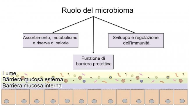 Funzioni del microbioma: barriera intestinale, digestione e metabolismo dei nutrienti e regolazione dell'immunità.