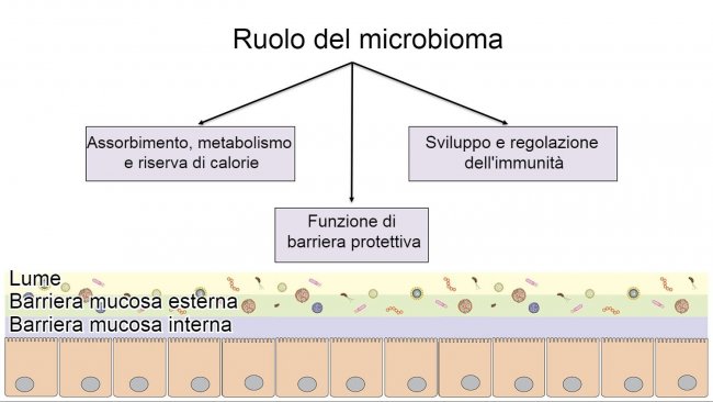 Funzioni del microbioma: barriera intestinale, digestione e metabolismo dei nutrienti e regolazione dell&#39;immunit&agrave;.

