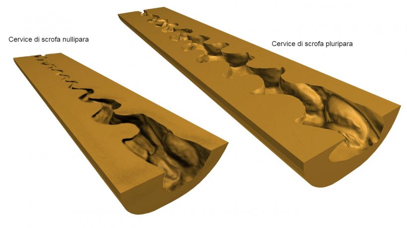 Figura 1. Rappresentazione digitale 3D della cervice uterina (sezione longitudinale mediale) delle scrofe nullipare e pluripare ottenute dopo la scansione (NextEngine Desktop 3D Scanner, modello 2020i) degli stampi endoluminali.
