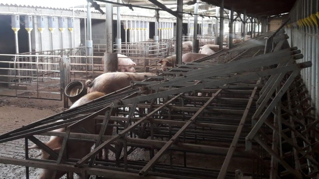 Immagini del tipo di box disponibili nellallevamento