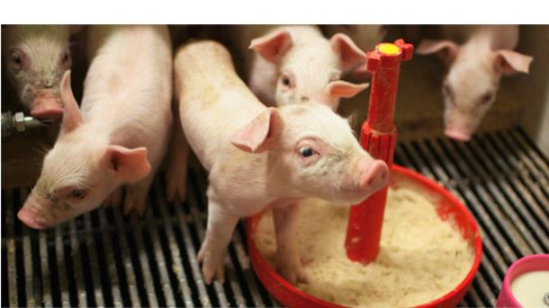 Suinetti in lattazione artificiale
