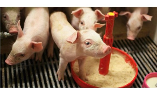 Suinetti in lattazione artificiale