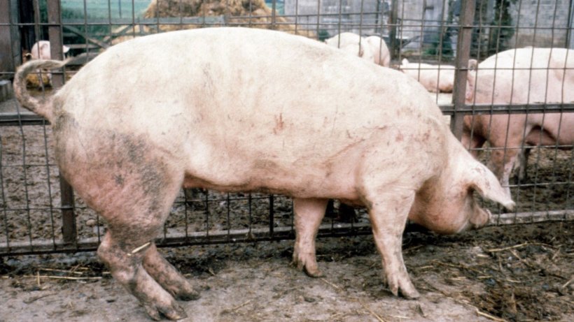 Figura 2. Gli arti anteriori di questa scrofa sono verticali, ma gli arti posteriori sono inclinati sotto il corpo.
