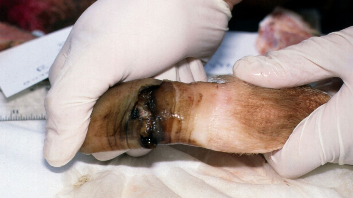 Separazione della parte distale dellunghiello posteriore