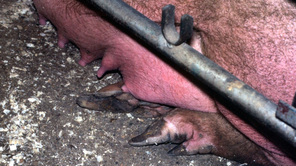Stadio iniziale di crescita eccessiva nellunghiello posteriore esterno