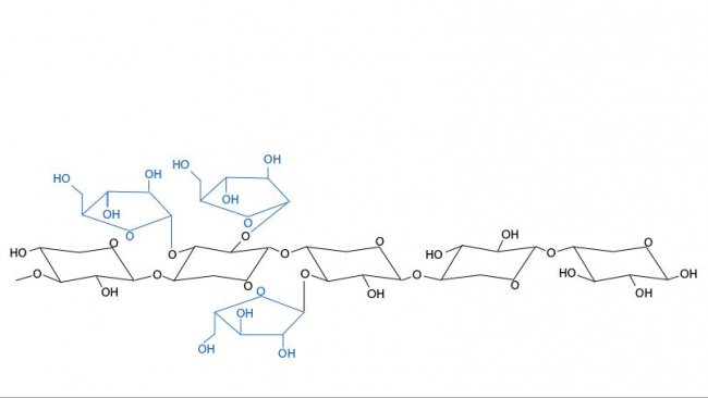 Figura 3. Struttura chimica degli arabinoxilani. Le ramificazioni di arabinosio e la loro distribuzione variano tra i cereali e tra le varietà dello stesso cereale.
