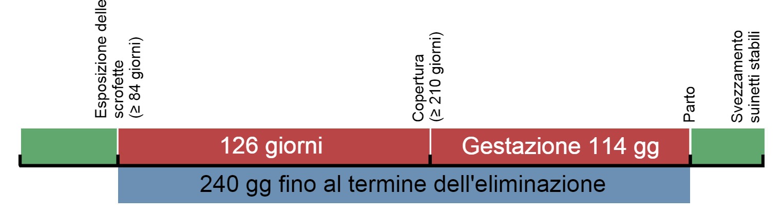 Cronologia dellesposizione delle scrofette