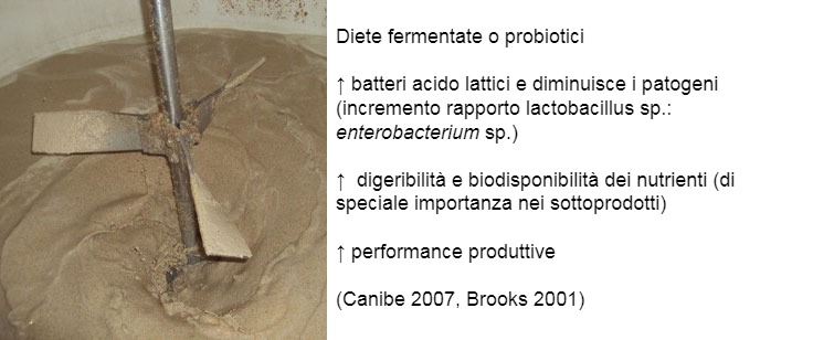 Figura 3: Pu&ograve; anche essere interessante incoraggiare la fermentazione attraverso l&#39;uso di diete preferenziali o probiotiche. Molti benefici sono attribuiti a loro come l&#39;aumento&nbsp;del microbiota favorevole (miglioramento del rapporto lactobacillus: enterobatteri), miglioramenti digestivi e infine miglioramenti nelle prestazioni produttive dell&#39;animale.
