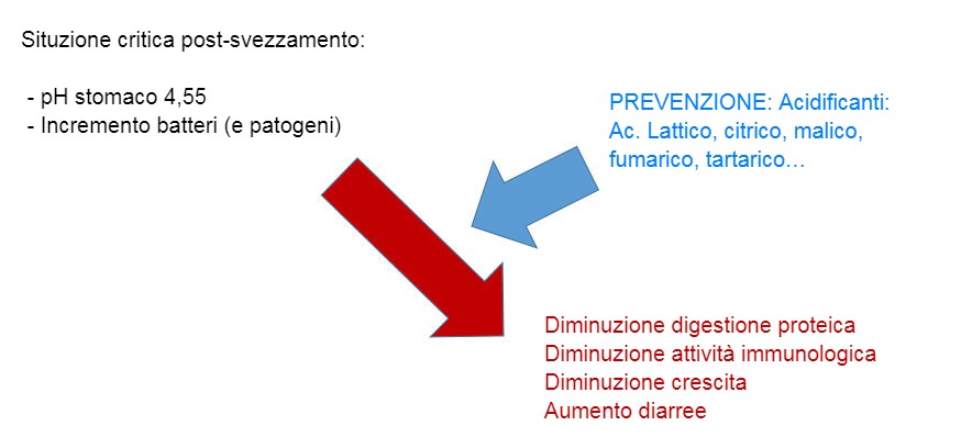 Lacidificazione del contenuto gastrointestinale è anche una buona strategia per migliorare la digestione
