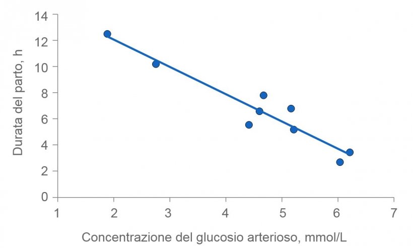 Figura 2: La durata del parto&nbsp;si prolunga se le scrofe si esauriscono. Normalmente, il glucosio plasmatico rimane costante a 4,5 (intervallo da 4 a 5) mmol / L, ma poco dopo l&#39;alimentazione supera questo livello e diverse ore dopo l&#39;alimentazione, la glicemia pu&ograve; essere compromessa se il deposito di glicogeno nel fegato &egrave; esaurito.
