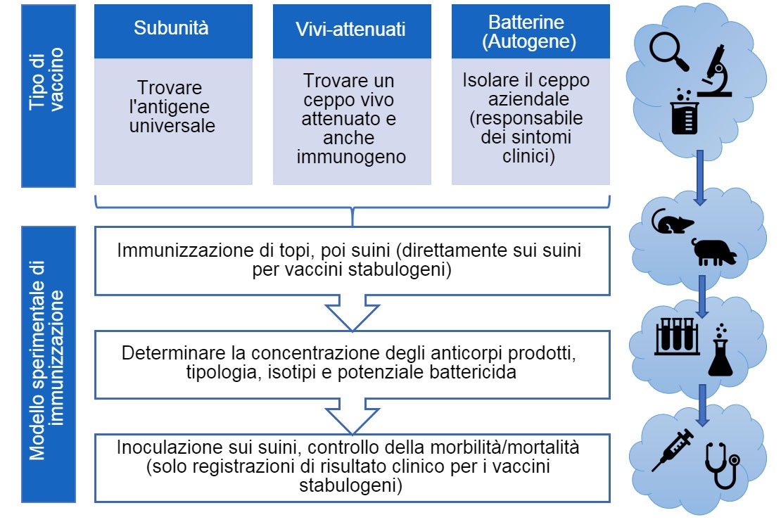 Gli steps dellefficacia dei vaccini sperimentali