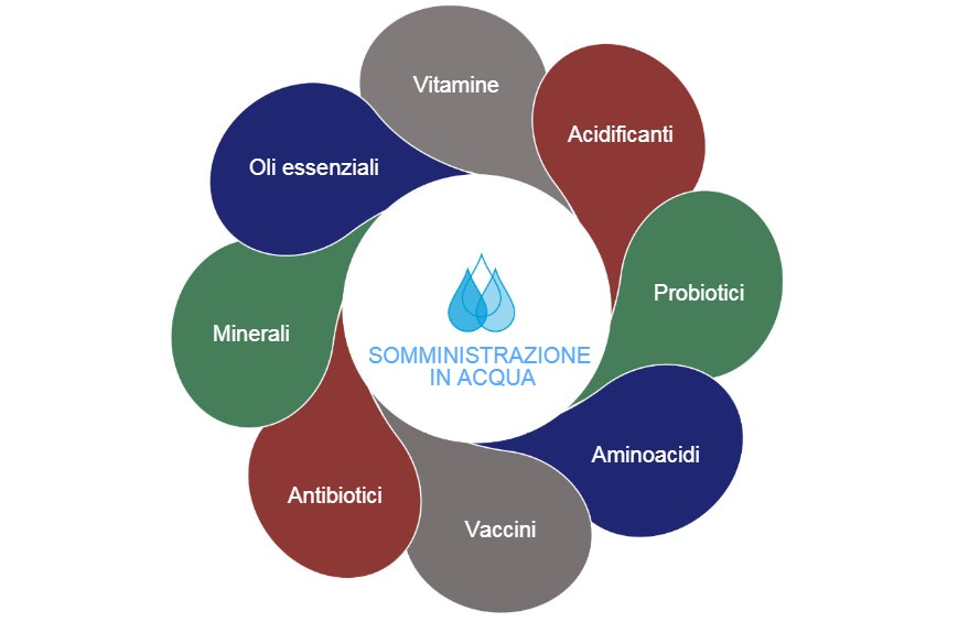 Possibili opzioni nellacqua di bevanda