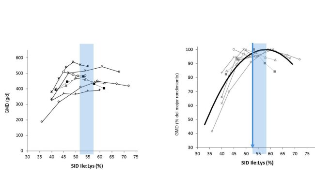Figura 1: Risultati dell'accrescimento nei suinetti ottenuti in diversi studi a seconda di diversi rapporti Ile:Lys DIS . L'accrescimento viene espresso in valore assoluto o come percentuale della miglior crescita. Fonte: Ajinomoto Animal Nutrition Europe