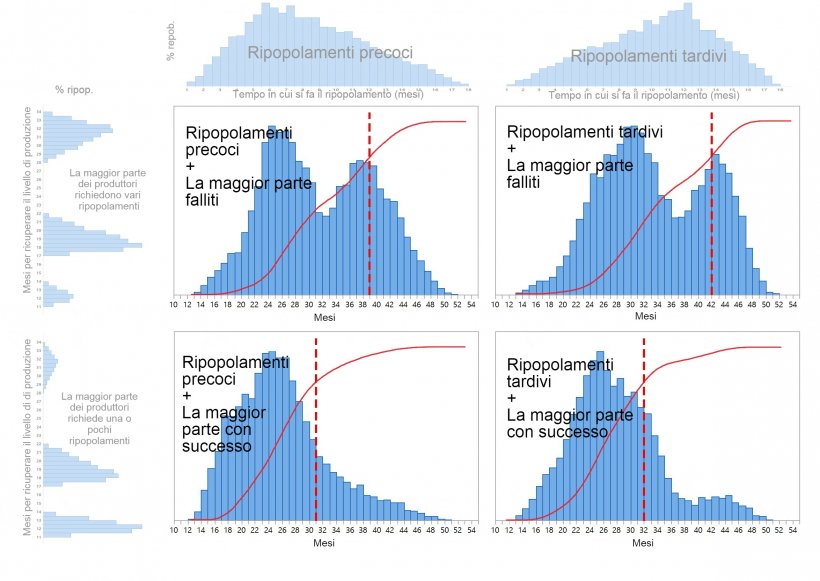 Grafico&nbsp;1. Sono descritti quattro diversi modelli di ripopolamento del patrimonio suinicolo&nbsp;in base al momento in cui vengono prese le decisioni di ripopolamento (precoce&nbsp;/ tardivo: parte superiore del grafico) e al tempo necessario per ripristinare completamente la produzione (uno-pochi / vari&nbsp;tentativi: a sinistra del grafico). Le distribuzioni di probabilit&agrave; cumulative del tempo di recupero sono visualizzate in rosso e le linee rosse tratteggiate mostrano il numero di mesi necessari fino al raggiungimento dell&#39;80% del ripopolamento.
