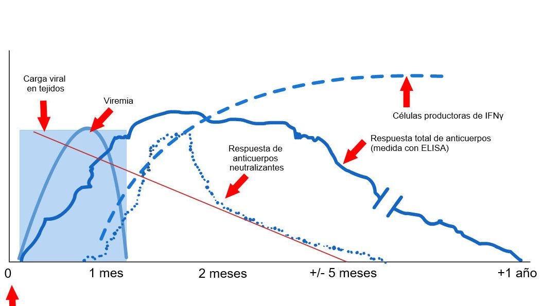 Grafico 1: Risposta del sistema immunitario di un suino infetto dal virus PRRS (L&oacute;pez e&nbsp;Osorio, 2004).
