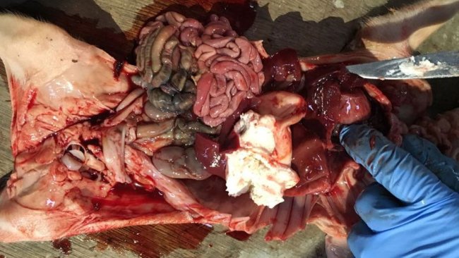 Figura 2. Suinetto di 4  giorni con emoperitoneo ed emotorace con lo stomaco pieno.