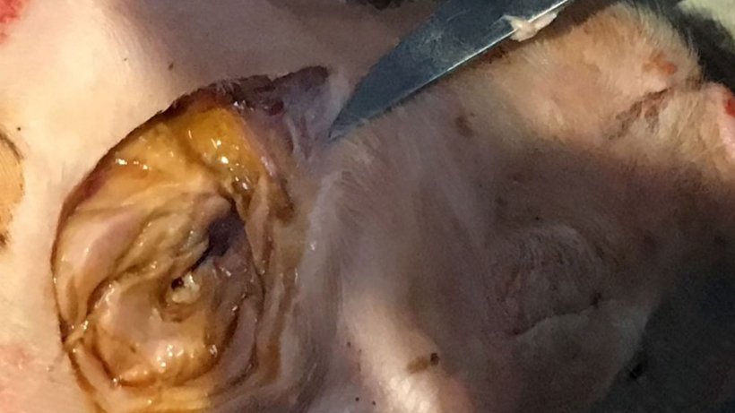 Figura 4. Suinetto di 4 giorni con danno muscolare intorno al sito di iniezione (collo) che mostra edema e decolorazione nero-brunastra.
