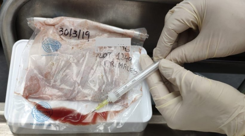Foto 2. Raccolta del fluido di drenaggio delle lingue di suinetti nati morti dopo il loro scongelamento.
