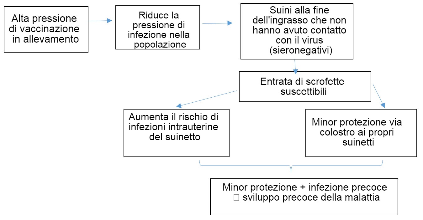 Evoluzione dellepidemiologia dellinfezione da PCV-2 in un contesto di vaccinazione sistematica