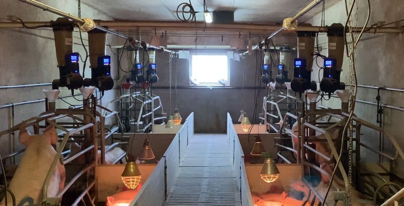 Immagine&nbsp;1. Alimentatori elettronici in sala parto installati in un allevamento commerciale.
